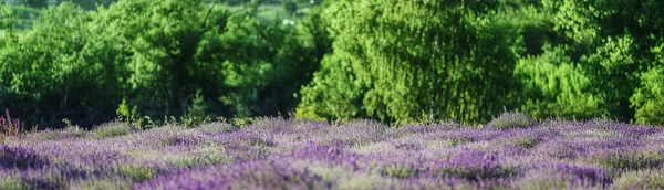 Beautiful Lavender Rays Light Fairy Tale Landscape — Zdjęcie stockowe