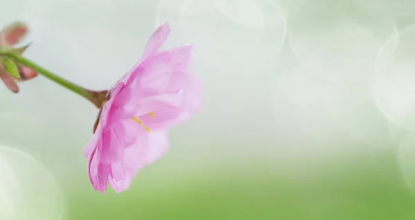 Цветок Сакуры Сакуры Зеленом Фоне Природы Баннерное Фото — стоковое фото