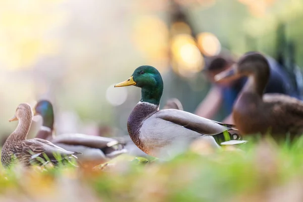 Doğada Şaşırtıcı Yaban Ördekleri Sonbahar Zamanı Stok Fotoğraf