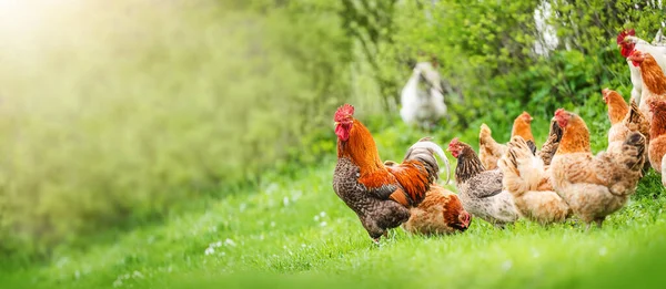 Güzel Horoz Tavuklar Çimenlerin Üzerinde Bulanık Yeşil Arka Planda Duruyorlar — Stok fotoğraf