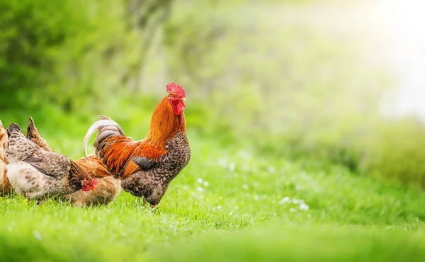 草の上に立つ美しい雄鶏緑の背景 — ストック写真