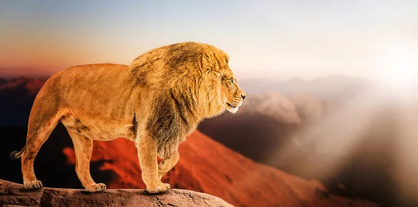 Ett Lejon Som Ser Kungligt Står Stolt Kulle — Stockfoto