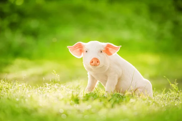 かわいい子豚の緑のフィールドに座っている 面白い動物の感情 ストックフォト