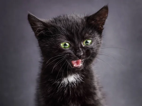 面白い幸せな驚き黒子猫上の灰色の背景 — ストック写真