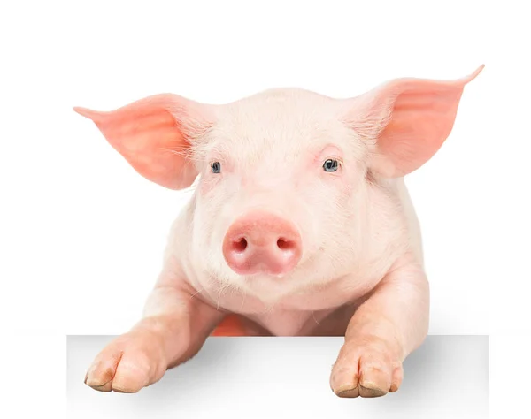幸せな若い豚は白い背景に隔離された白いバナーの上に足をぶら下げている 面白い動物の感情 ロイヤリティフリーのストック写真