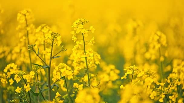 Βιασμός Τομέα Λουλουδιών Στην Ουκρανία Μονάδα Παραγωγής Canola Colza Για — Αρχείο Βίντεο