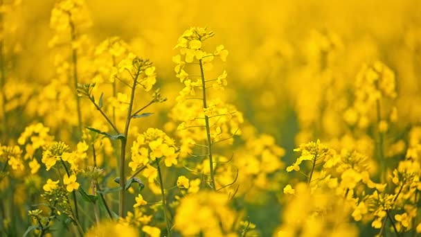 Field Colza Rapeseed Yellow Flowers Ukraine Agriculture — Stock Video