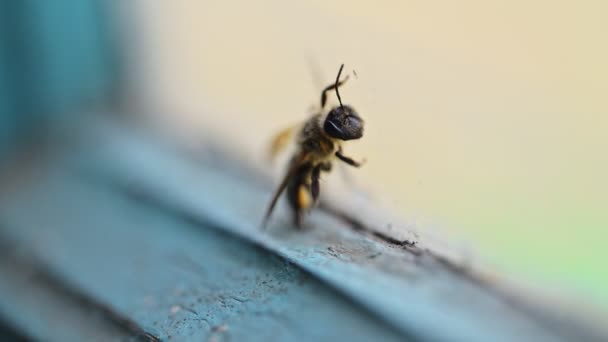 Arılar Uçuyor Yakın Çekim Yavaş Çekim — Stok video