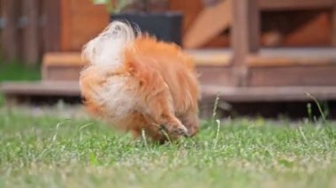 Bahçedeki yeşil çimlerin üzerinde dişinde bir sopayla koşan komik Pomeranya köpekleri..