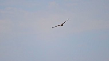 Batı Bataklığı 'ndan bir kuş tarlanın üzerinde uçuyor..