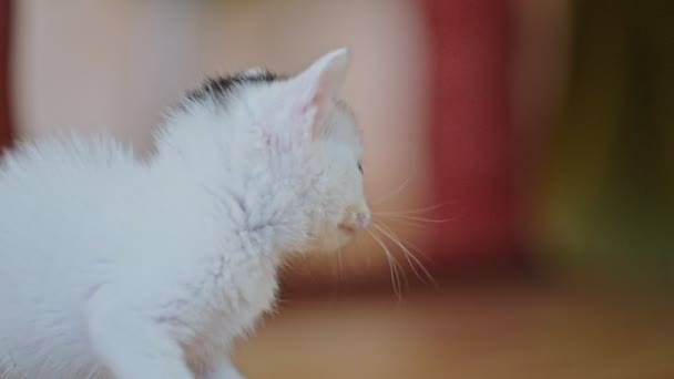 Gatinho Branco Adorável Meowing Seus Primeiros Passos Casa — Vídeo de Stock