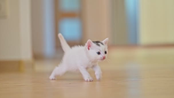 Gatinho Branco Adorável Meowing Seus Primeiros Passos — Vídeo de Stock