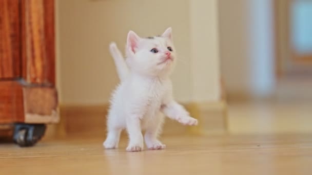 Beyaz Bir Kedi Yavrusu Ilk Adımlarını Atıyor Mutlu Sevimli Kedi — Stok video