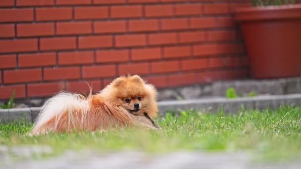 橙色的波美拉尼亚斯皮茨狗在花园里靠着砖墙咬住一根棍子 — 图库视频影像