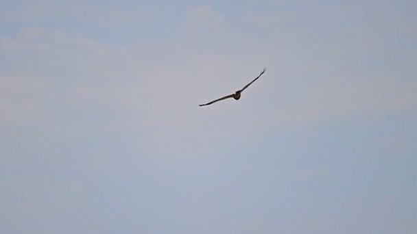 Western Marsh Harrier Fågel Flyger Över Fältet — Stockvideo
