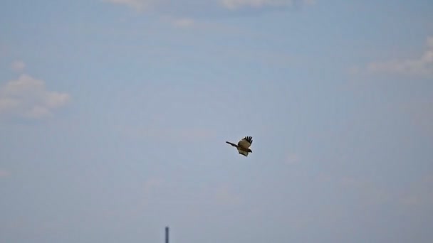 Western Marsh Harrier Fågel Flyger Den Blå Himlen — Stockvideo