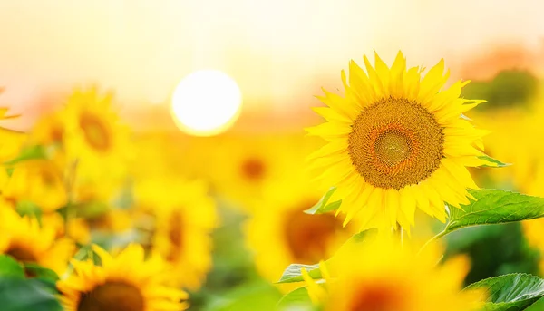 Beau Champ Tournesols Fleurs Contre Lumière Dorée Coucher Soleil — Photo