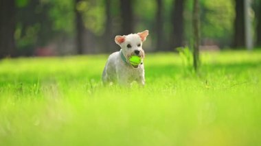 Komik Köpek minyatür Schnauzer parkta yeşil çimlerde koşuyor, dişlerinde bir topla, ağır çekimde.