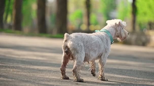犬のミニチュアシュノーザー彼の所有者と一緒に公園で遊んでいる — ストック動画