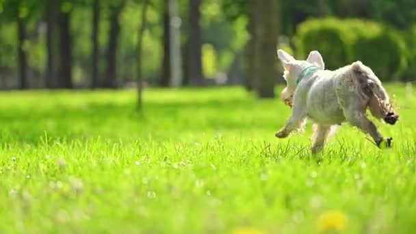 Beautiful Dog Miniature Schnauzer Running Green Grass Summer Time — Stock Video