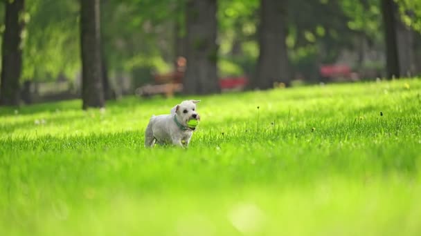Güzel Köpek Minyatür Schnauzer Parkta Yeşil Çimlerde Koşuyor Dişinde Bir — Stok video
