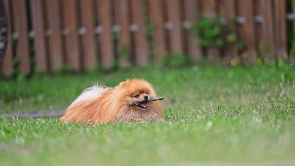 Orange Pomeranian Spitz Dog Gnaws Stick Green Grass Garden — Stock Video