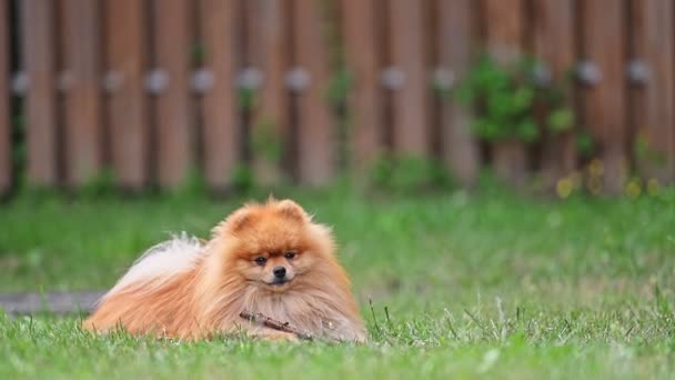 Cute Orange Pomeranian Spitz Dog Resting Green Grass Garden — Stock Video