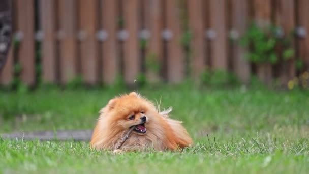 Χαριτωμένο Πορτοκαλί Σκυλί Ροκανίζει Ένα Ραβδί Και Παίζει Πράσινο Γρασίδι — Αρχείο Βίντεο