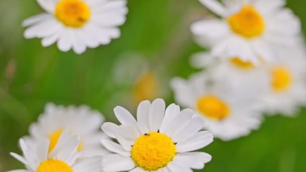 Chamomile Flowers Background Green Grass Swaying Wind — Stock Video