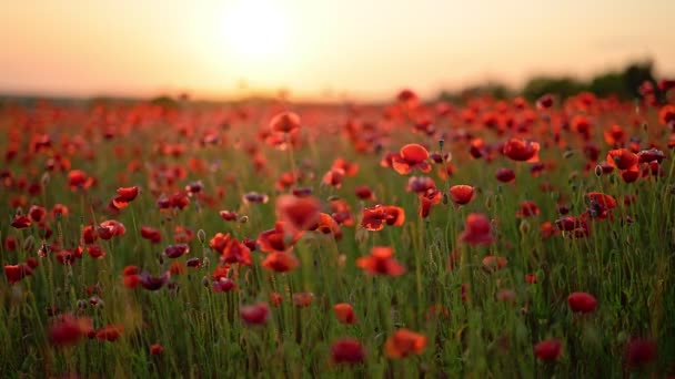 Poppy Kwiaty Pole Przed Zachodem Słońca Tło Nieba Czas Letni — Wideo stockowe