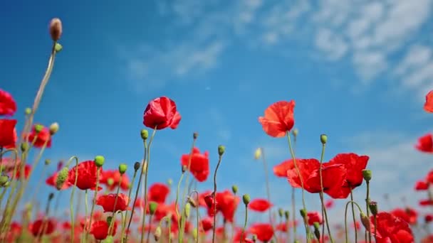 Mák Květiny Pozadí Modré Oblohy Zpomalení — Stock video