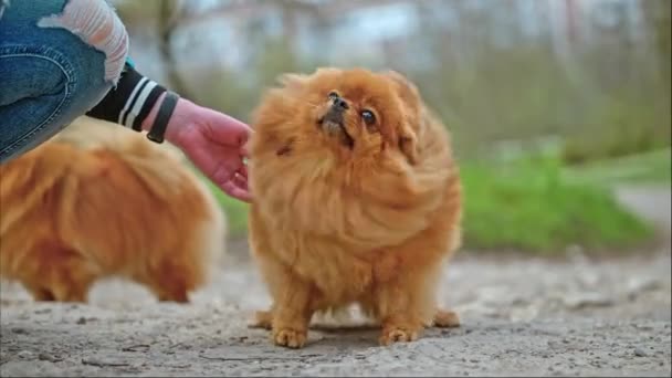 Persoană Lovește Pomeranian Spitz Agită Amuzant — Videoclip de stoc