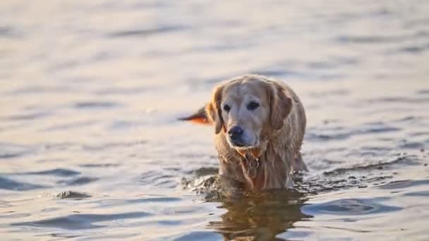 Adorável Golden Retriever Nadando Água — Vídeo de Stock