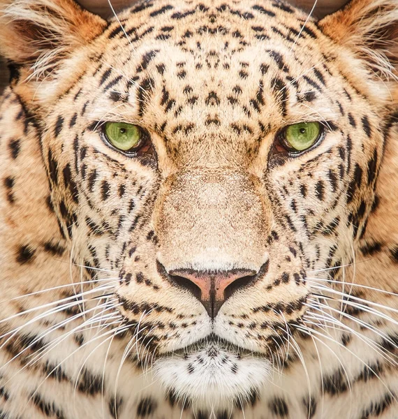 Портрет Леопарда Крупным Планом Фоне Зеленых Глаз — стоковое фото
