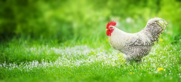 Beautiful Rooster Standing Green Grass — Stock Photo, Image