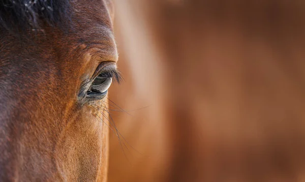 Schönes Porträt Eines Braunen Arabischen Pferdes — Stockfoto