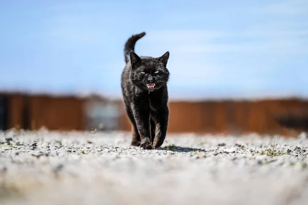 a beautiful black cat is walking and meowing in his yard.