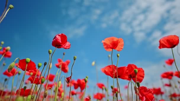 Poppy Kwiaty Tle Niebieskiego Nieba Powolny Ruch Czas Letni — Wideo stockowe