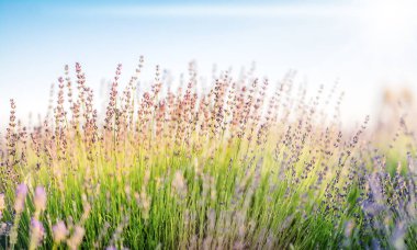 Bulanık yaz arkaplanı, gün batımı ışınlarında lavantanın..