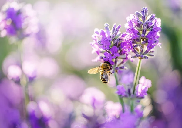 Blurred Summer Background Lavender Flowers Bees — Stock Photo, Image