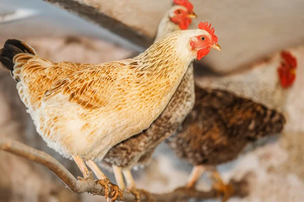 Ekologiska Kycklingar Frigående Höns Hägnet — Stockfoto