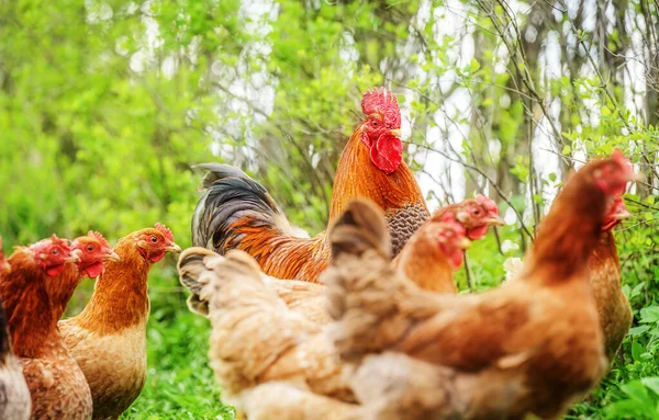 美しい雄鶏と鶏が自然の中で草の上に立って緑の背景 — ストック写真