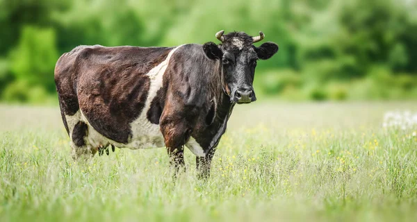 赤と白の牛はウクライナの牧草地で放牧されています — ストック写真