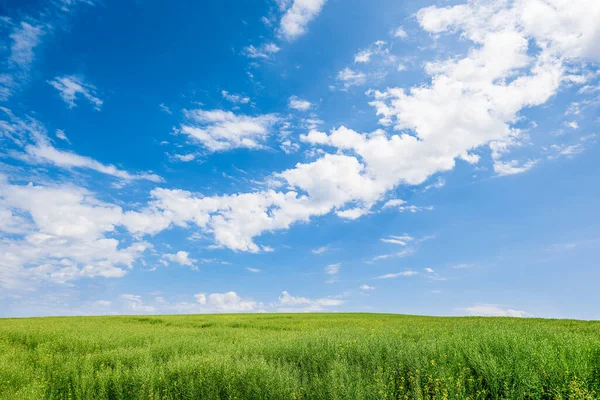 Landscape View Green Plant Colza Rapeseed Blue Sky Clouds Background — Stock Photo, Image