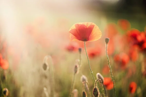 Poppy Flowers Field Summer Sunset Sunrise Time — Stock Photo, Image