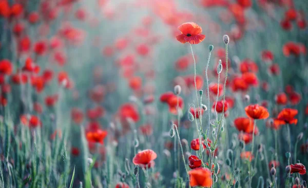 Leuchtend Rote Mohnblume Auf Naturhintergrund Sommerzeit — Stockfoto