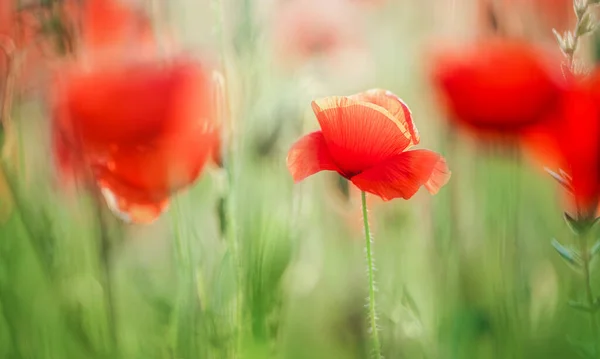 Flowers Red Poppies Blossom Wild Field Summer — Stock Photo, Image