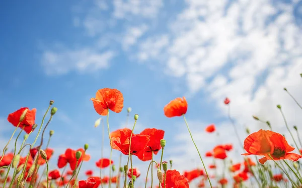 stock image Poppy flowers against a blue sky background, summer background