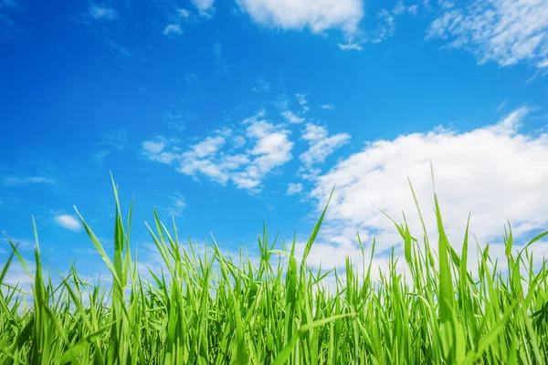 Landscape View Green Grass Blue Sky Clouds Background — Stock Photo, Image