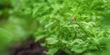 Colorado patates böceği yeşil patates yer. Leptinotarsa decemlineata. Bitkilerin korunması kavramı